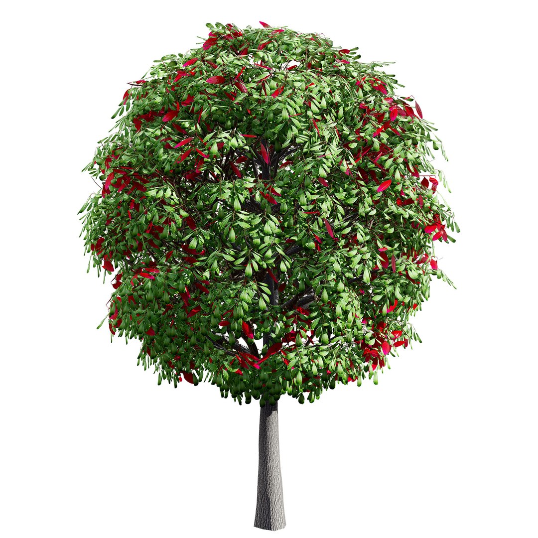 3D Australian Flora 3D Pack https://p.turbosquid.com/ts-thumb/T8/42MVaE/JL/australianlillypillyfruitplant7/jpg/1744109691/1920x1080/fit_q87/a2da169ec93702b73603a5f28199e833393e448e/australianlillypillyfruitplant7.jpg
