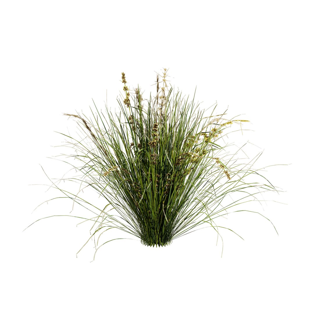 3D Australian Flora 3D Pack https://p.turbosquid.com/ts-thumb/T8/42MVaE/L2/australianlomandralongifoliapack8/jpg/1744109693/1920x1080/fit_q87/205b72fcd7b31a7d390a3468c2166dc42b11eb3f/australianlomandralongifoliapack8.jpg
