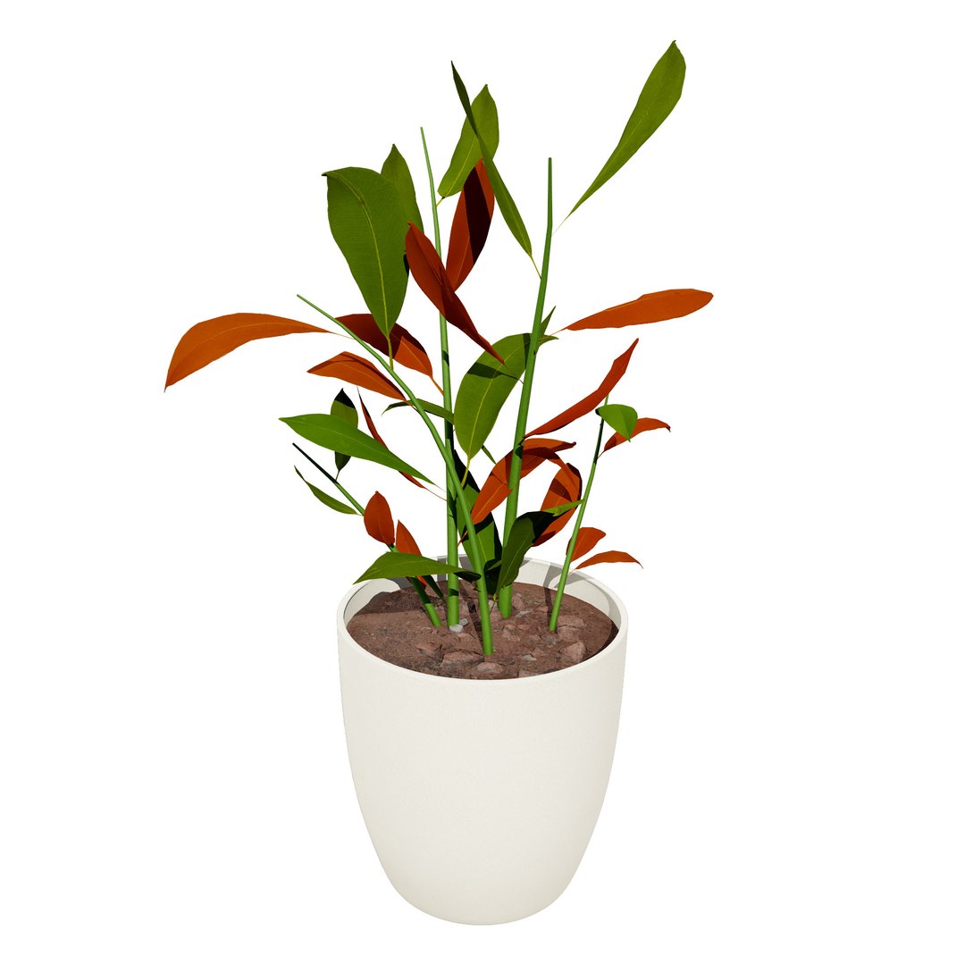3D Australian Flora 3D Pack https://p.turbosquid.com/ts-thumb/T8/42MVaE/LT/australiangingeralpiniacaerulea11/jpg/1744109686/1920x1080/fit_q87/756bd7088a0f61d633fe89e14e394efe279cb993/australiangingeralpiniacaerulea11.jpg