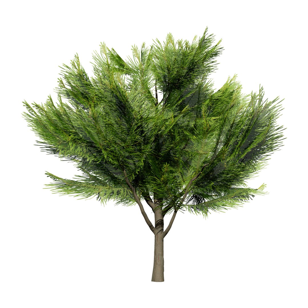 3D Australian Flora 3D Pack https://p.turbosquid.com/ts-thumb/T8/42MVaE/MW/australiancasuarinatree3dmodel7/jpg/1744109619/1920x1080/fit_q87/9421f39b6275bae56f01ed4b7d64684bc51177ba/australiancasuarinatree3dmodel7.jpg