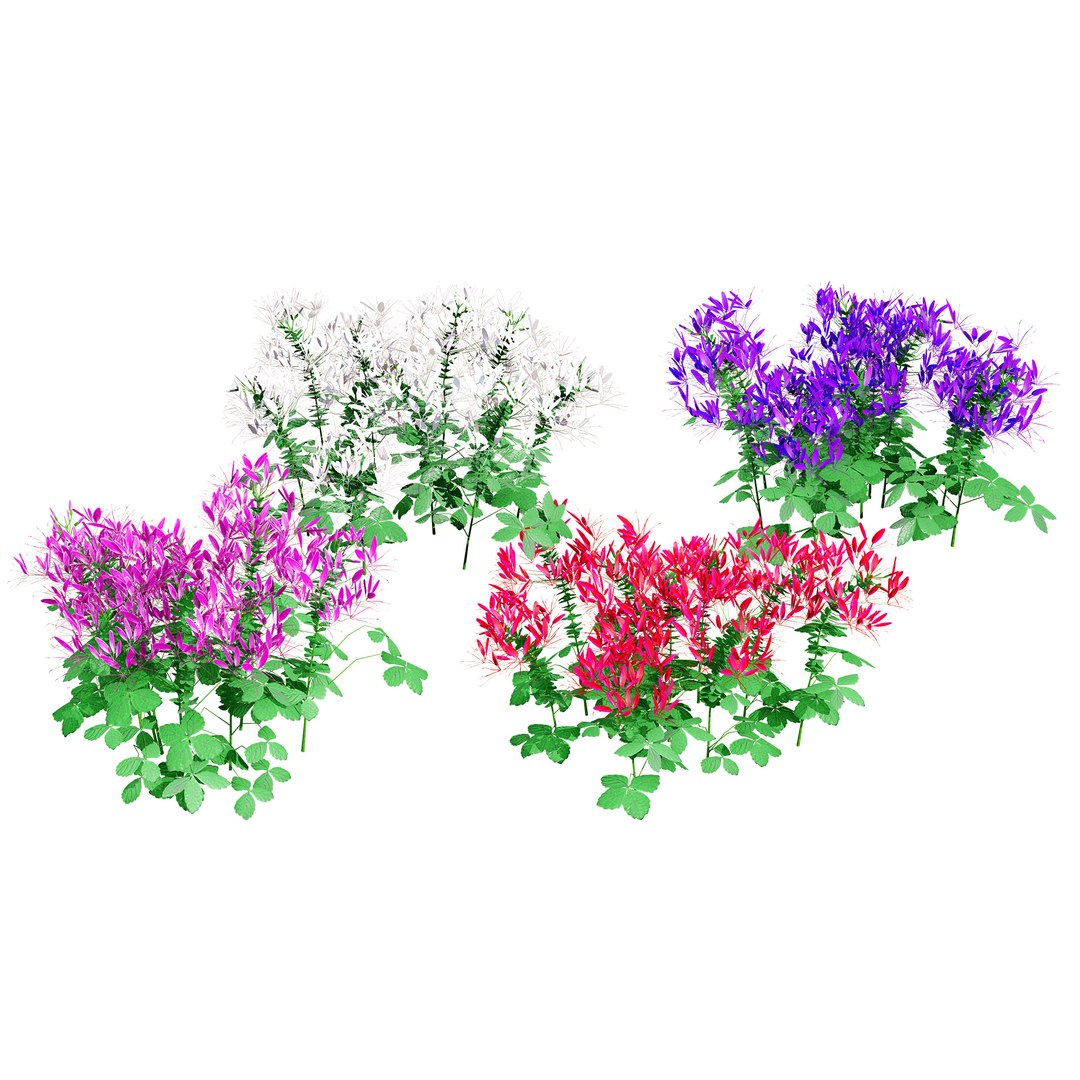 3D Australian Flora 3D Pack https://p.turbosquid.com/ts-thumb/T8/42MVaE/NF/australianspiderflowerbush3/jpg/1744109694/1920x1080/fit_q87/9340d57e46e31dafe71b0a30bb8539847cf5ea88/australianspiderflowerbush3.jpg