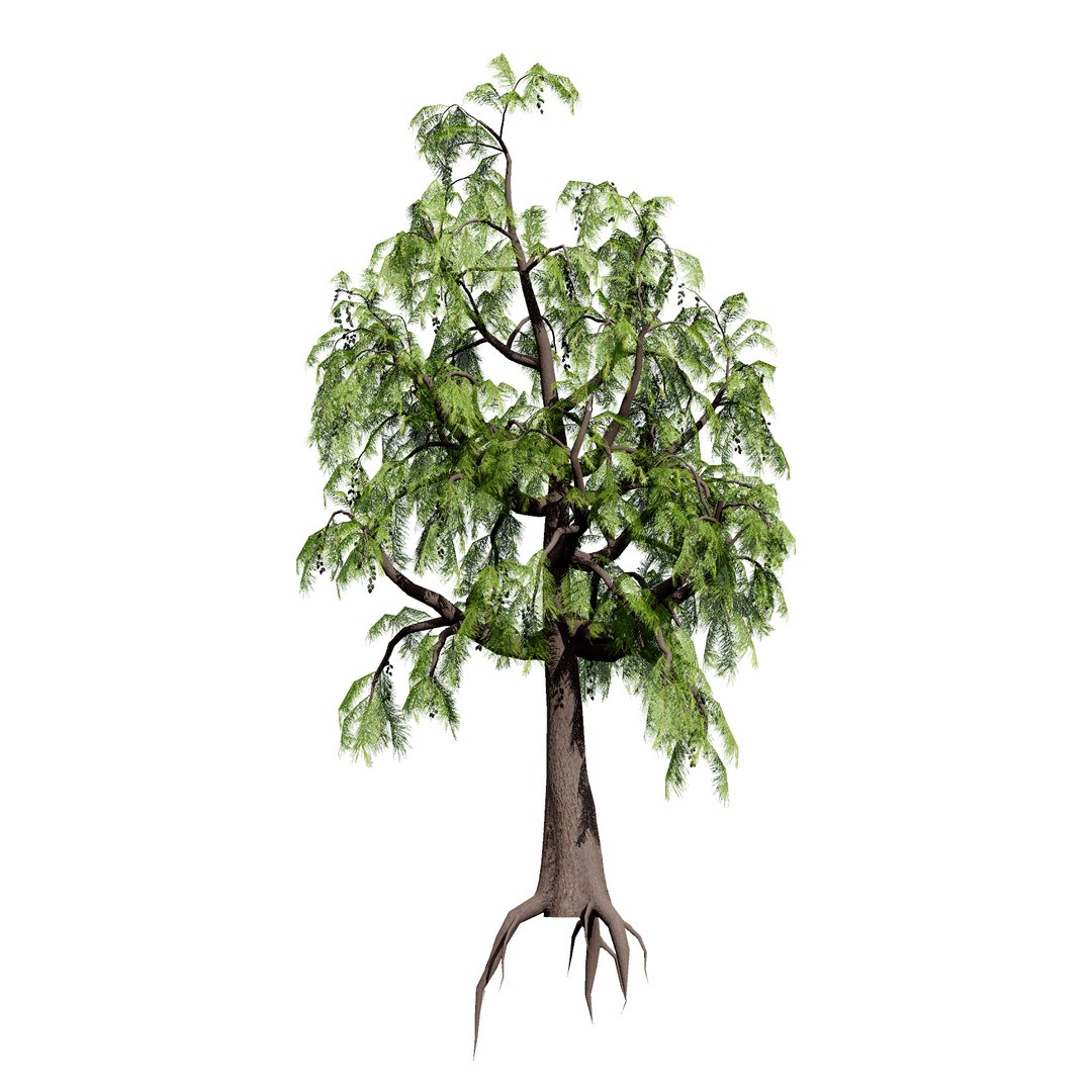 3D Australian Flora 3D Pack https://p.turbosquid.com/ts-thumb/T8/42MVaE/Nm/australiancasuarinatree3dmodel6/jpg/1744109619/1920x1080/fit_q87/f9e6a2ca26395344c0f445281d3f9b17ecadbd8a/australiancasuarinatree3dmodel6.jpg