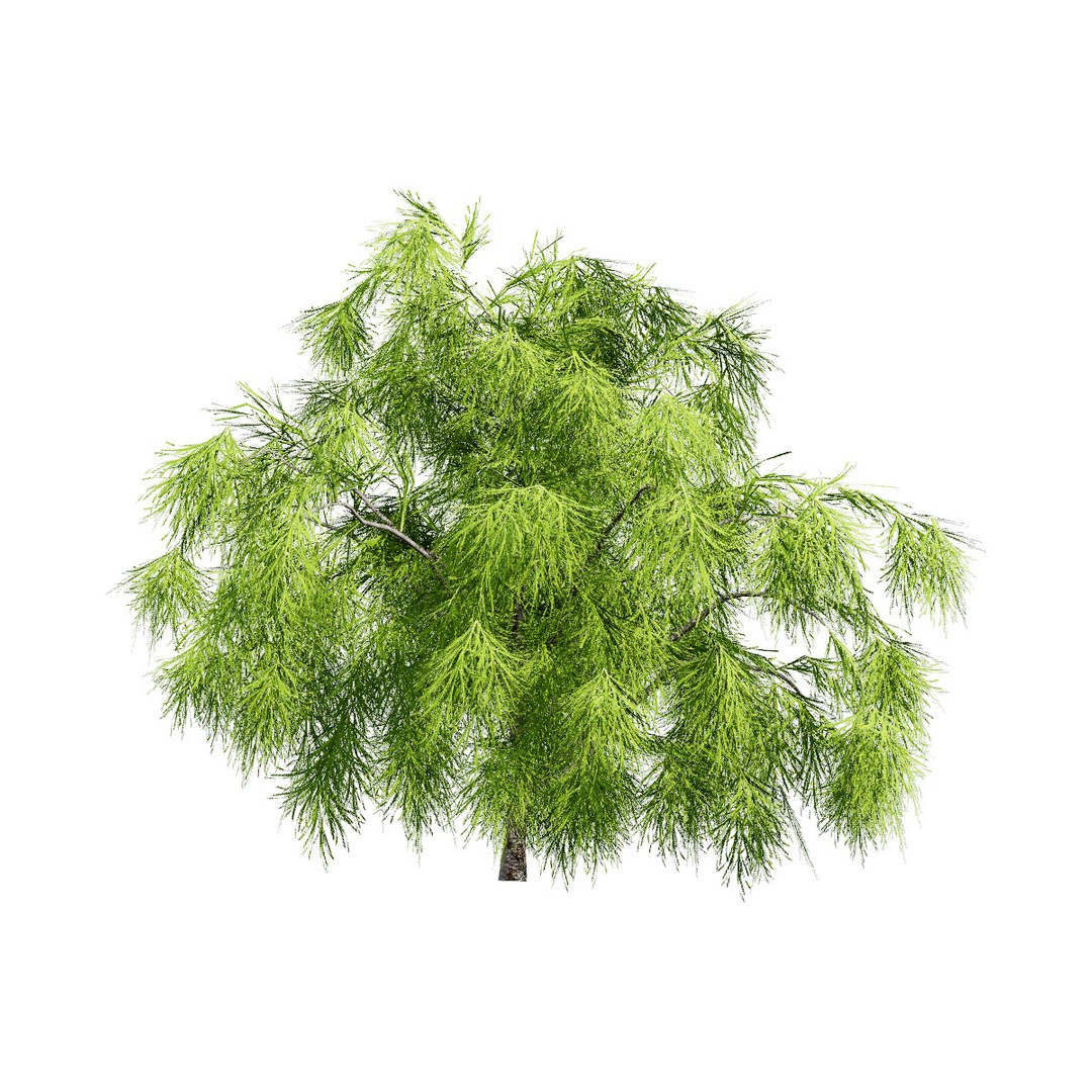 3D Australian Flora 3D Pack https://p.turbosquid.com/ts-thumb/T8/42MVaE/OM/acaciacognatatree8/jpg/1744109607/1920x1080/fit_q87/8de2992e05355c1cb44bb1f7946ab86c6603b56d/acaciacognatatree8.jpg