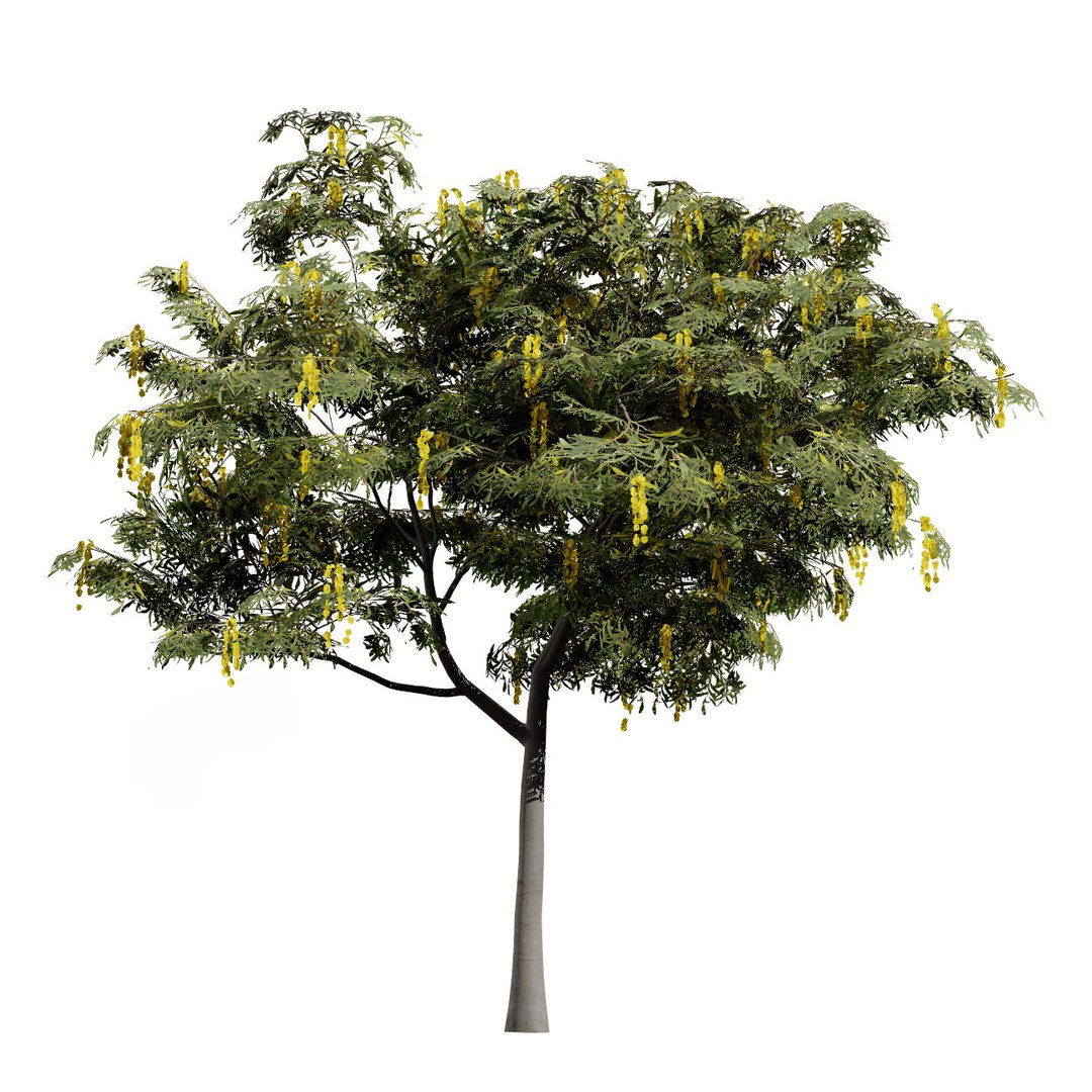 3D Australian Flora 3D Pack https://p.turbosquid.com/ts-thumb/T8/42MVaE/P7/realisticcootamundrawattletree1/jpg/1744109711/1920x1080/fit_q87/d68b99a1bd0e5299bded825ab9c09010508d1adf/realisticcootamundrawattletree1.jpg
