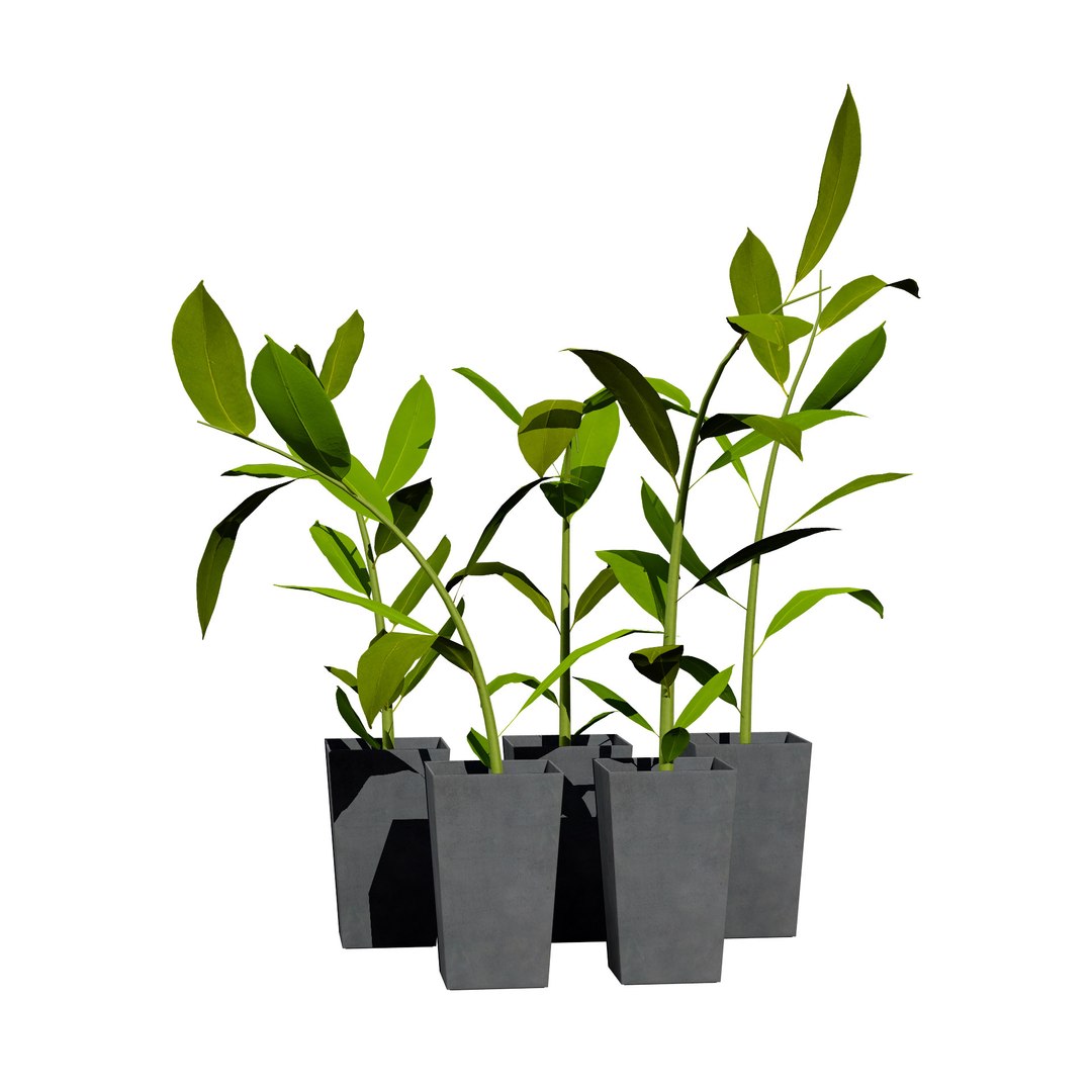 3D Australian Flora 3D Pack https://p.turbosquid.com/ts-thumb/T8/42MVaE/PI/australiangingeralpiniacaerulea5/jpg/1744109685/1920x1080/fit_q87/ad2ce9f18963f8c554af0ab3b20854b3bebaba9c/australiangingeralpiniacaerulea5.jpg