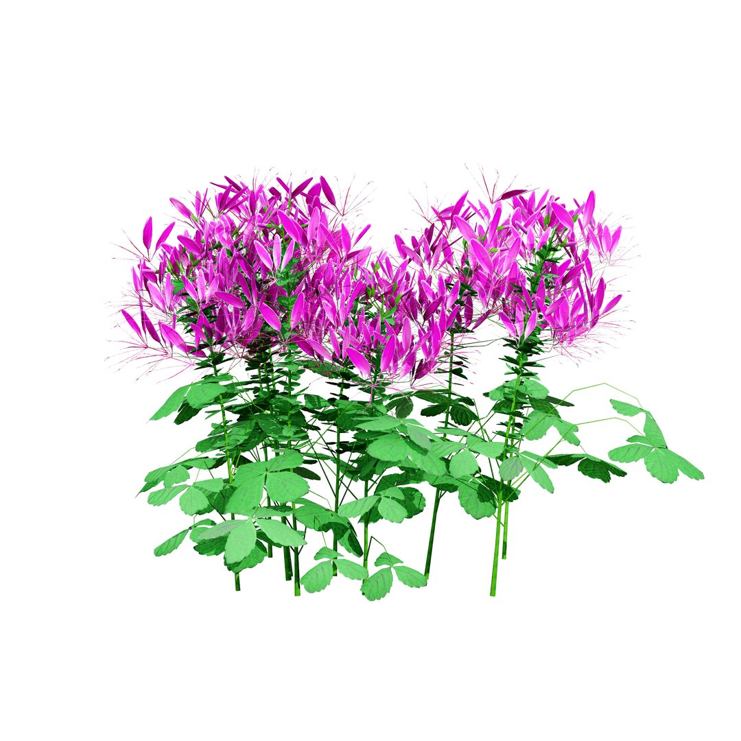 3D Australian Flora 3D Pack https://p.turbosquid.com/ts-thumb/T8/42MVaE/RK/australianspiderflowerbush6/jpg/1744109696/1920x1080/fit_q87/de9aea89699d8439dd437ab891d964e5c50ea4d0/australianspiderflowerbush6.jpg