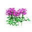 3D Australian Flora 3D Pack