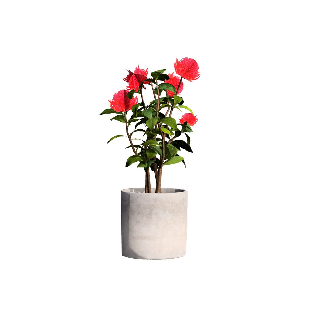 3D Australian Flora 3D Pack https://p.turbosquid.com/ts-thumb/T8/42MVaE/Rq/australianwaratahfloweringplant12/jpg/1744109707/1920x1080/fit_q87/f7e6805787b0a730cd12810d86f888dcff551b55/australianwaratahfloweringplant12.jpg
