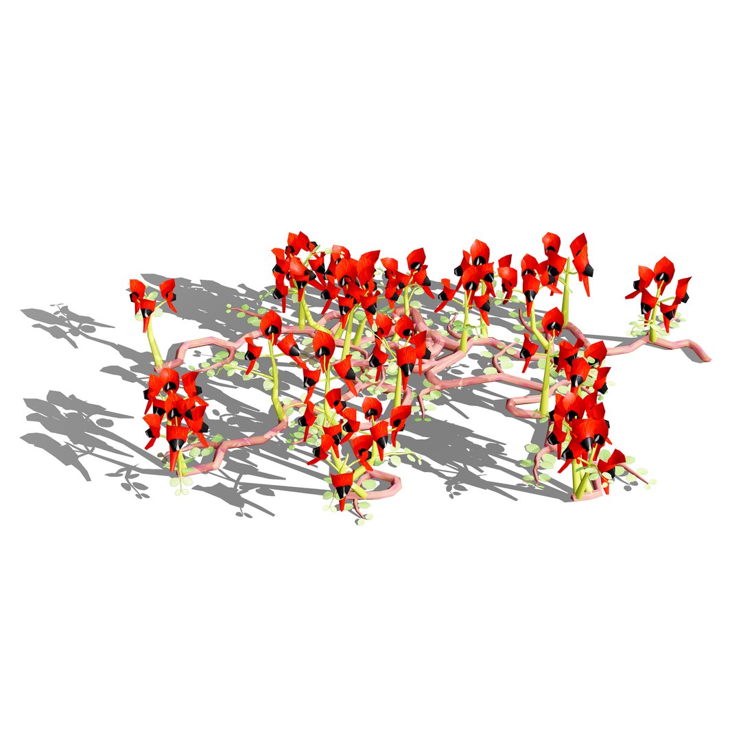 3D Australian Flora 3D Pack https://p.turbosquid.com/ts-thumb/T8/42MVaE/SG/australiansturtsdesertpeaswainsona5/jpg/1744109701/1920x1080/fit_q87/7143ace7387d2efa3589d7e654becfd7afd8a498/australiansturtsdesertpeaswainsona5.jpg