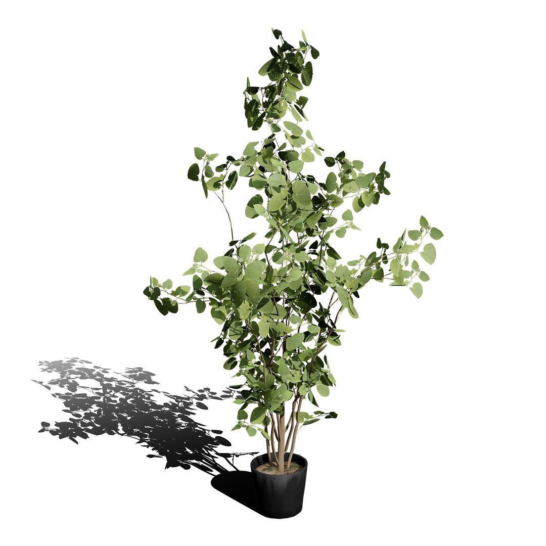 3D Australian Flora 3D Pack https://p.turbosquid.com/ts-thumb/T8/42MVaE/TJ/australianeucalyptusbushseed12/jpg/1744109682/1920x1080/fit_q87/b370728b7a71ce66139ef9c1104e9ff66e69d809/australianeucalyptusbushseed12.jpg
