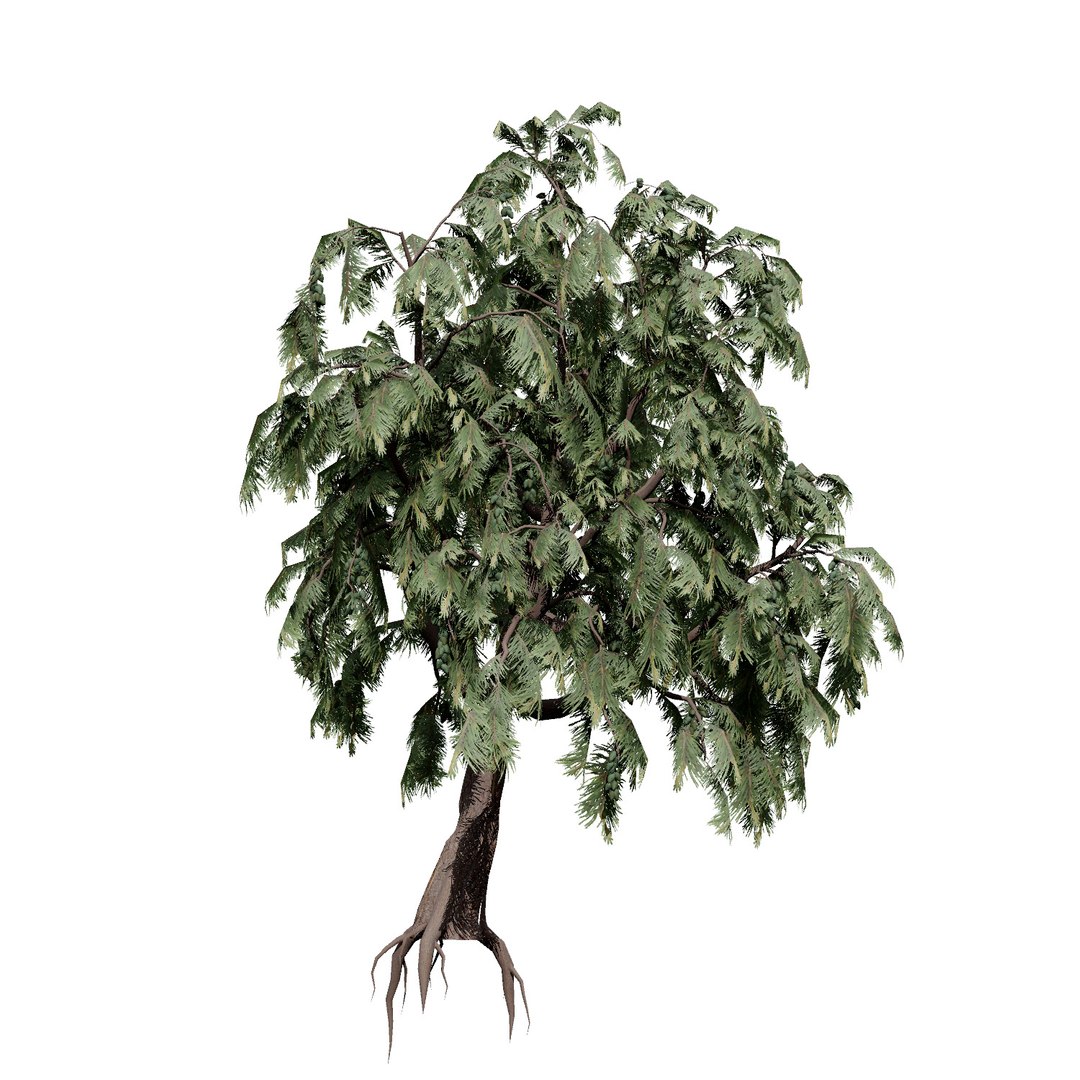 3D Australian Flora 3D Pack https://p.turbosquid.com/ts-thumb/T8/42MVaE/Uj/australiancasuarinatree3dmodel5/jpg/1744109618/1920x1080/fit_q87/0d9f65509c3accd42c3188fedbfbf47ba28da68a/australiancasuarinatree3dmodel5.jpg