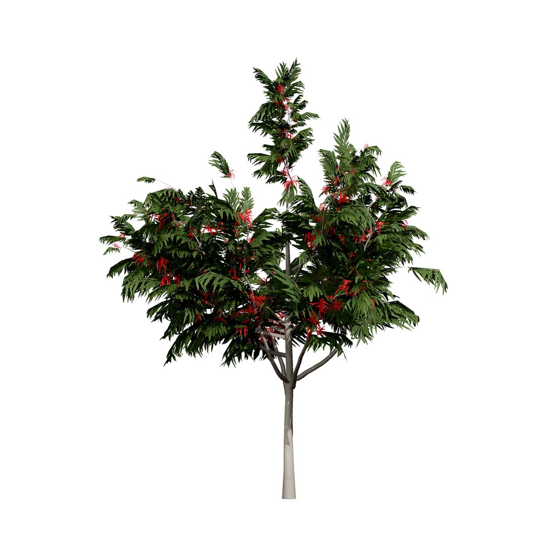 3D Australian Flora 3D Pack https://p.turbosquid.com/ts-thumb/T8/42MVaE/X0/australianalloxylonflammeumtrees13/jpg/1744109610/1920x1080/fit_q87/9debff33f4b6ebfa5fc1cd3d100a7ad15fcbfb1f/australianalloxylonflammeumtrees13.jpg