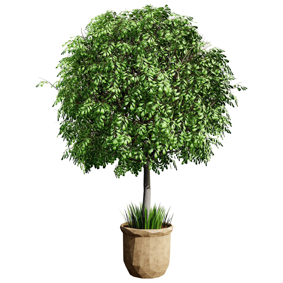 3D Australian Flora 3D Pack https://p.turbosquid.com/ts-thumb/T8/42MVaE/Xk/australianlillypillyfruitplant3/jpg/1744109690/1920x1080/fit_q87/6a35aee021fff084f03df2fdced9ed243ff04e4d/australianlillypillyfruitplant3.jpg