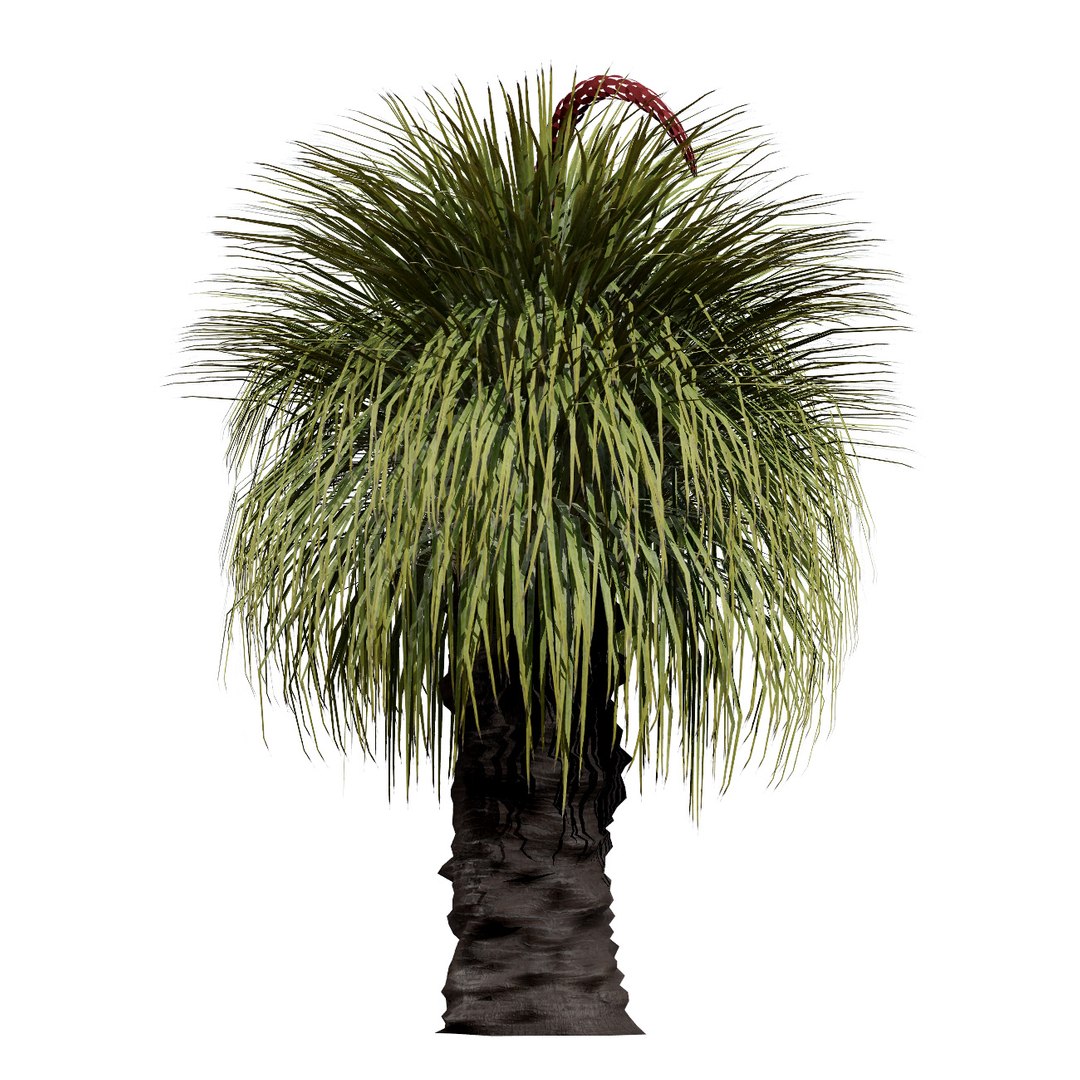 3D Australian Flora 3D Pack https://p.turbosquid.com/ts-thumb/T8/42MVaE/Xs/australianxanthorrhoeapack14/jpg/1744109709/1920x1080/fit_q87/46b756df97099789bc8f7e42b2c3c4b74889da88/australianxanthorrhoeapack14.jpg