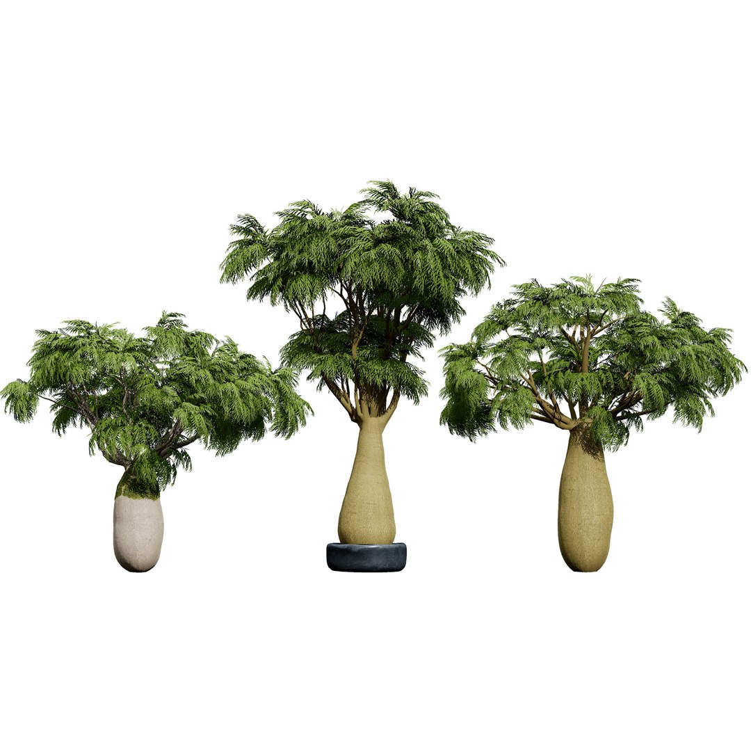 3D Australian Flora 3D Pack https://p.turbosquid.com/ts-thumb/T8/42MVaE/dS/australianbrachychitonrupestris3/jpg/1744109613/1920x1080/fit_q87/7a296a9cfa24cf146542dcc8cd9ac1367cb23e8e/australianbrachychitonrupestris3.jpg