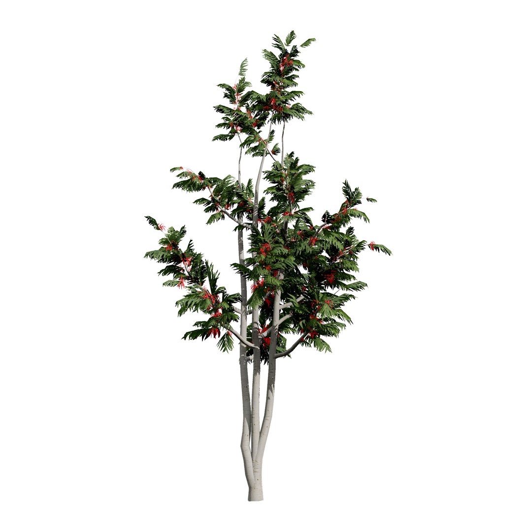 3D Australian Flora 3D Pack https://p.turbosquid.com/ts-thumb/T8/42MVaE/dc/australianalloxylonflammeumtrees9/jpg/1744109609/1920x1080/fit_q87/53de05118d058b056e71d3c79bb4a4a8a0b4ed7d/australianalloxylonflammeumtrees9.jpg