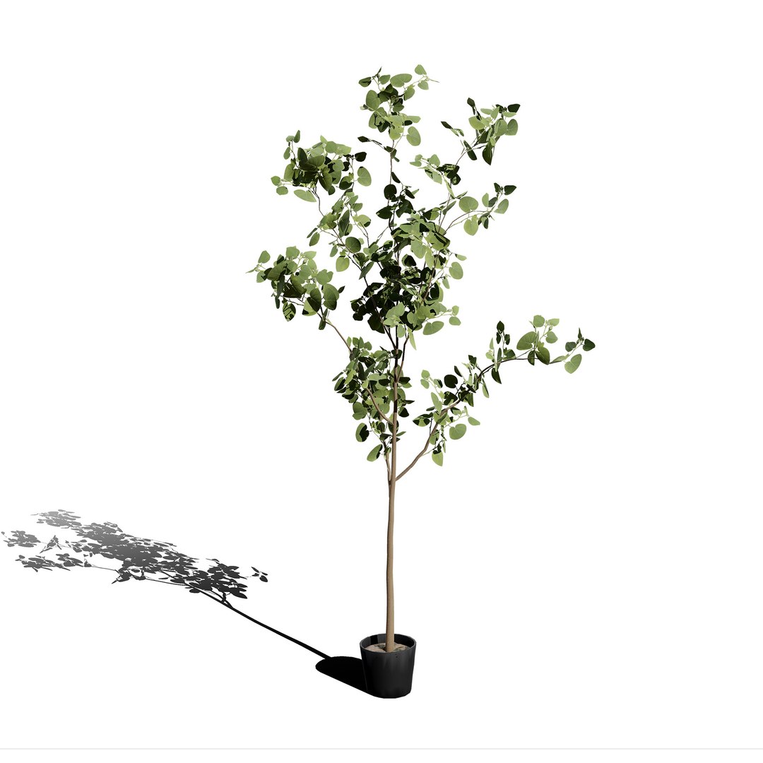 3D Australian Flora 3D Pack https://p.turbosquid.com/ts-thumb/T8/42MVaE/e4/australianeucalyptusbushseed8/jpg/1744109681/1920x1080/fit_q87/44d479f91eb8794abba8ece734779646c989c3da/australianeucalyptusbushseed8.jpg