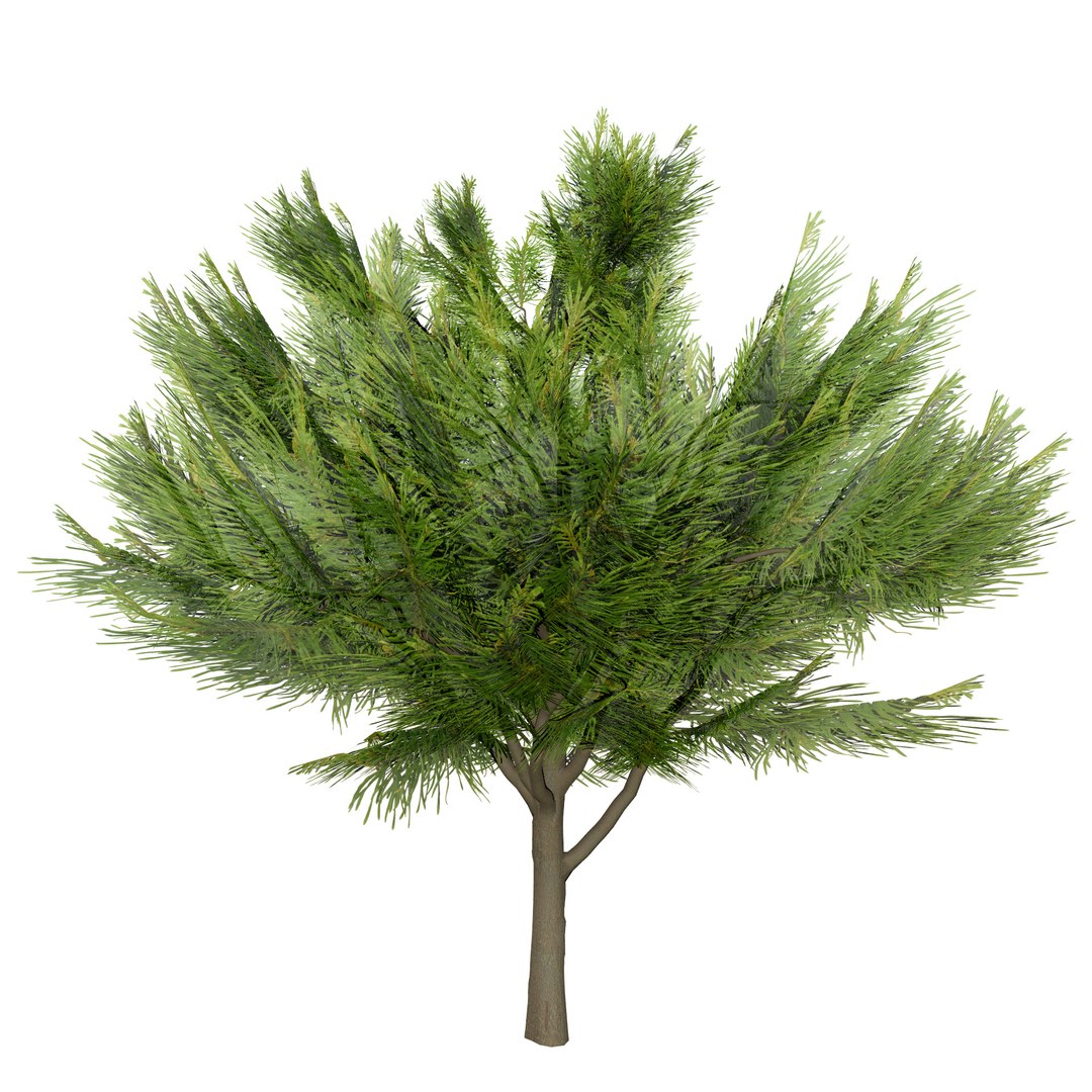 3D Australian Flora 3D Pack https://p.turbosquid.com/ts-thumb/T8/42MVaE/eu/australiancasuarinatree3dmodel8/jpg/1744109621/1920x1080/fit_q87/1879bc0c91365e1d40ac72e644c7ce1256866971/australiancasuarinatree3dmodel8.jpg
