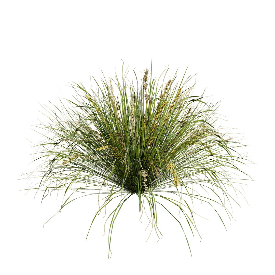 3D Australian Flora 3D Pack https://p.turbosquid.com/ts-thumb/T8/42MVaE/fD/australianlomandralongifoliapack1/jpg/1744109692/1920x1080/fit_q87/ba27c6dbe98e5672856b95b439a2bbc8d0278d9b/australianlomandralongifoliapack1.jpg