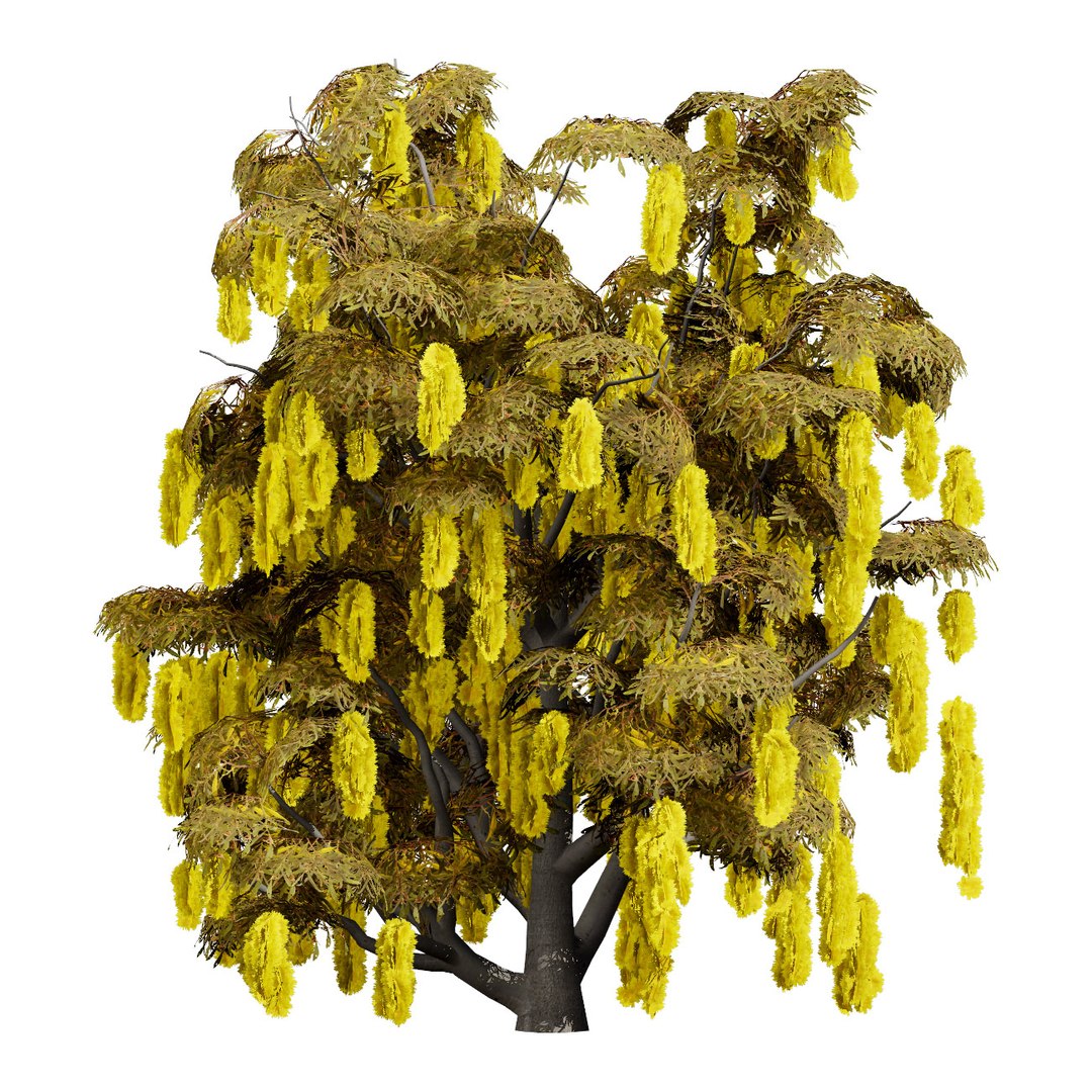 3D Australian Flora 3D Pack https://p.turbosquid.com/ts-thumb/T8/42MVaE/g2/realisticcootamundrawattletree12/jpg/1744109712/1920x1080/fit_q87/d63a69d2023d3efbe539d42c2ec22e7166d217dd/realisticcootamundrawattletree12.jpg