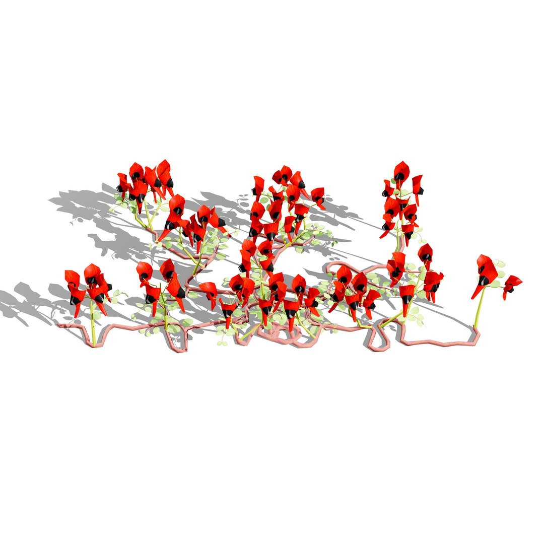 3D Australian Flora 3D Pack https://p.turbosquid.com/ts-thumb/T8/42MVaE/g9/australiansturtsdesertpeaswainsona3/jpg/1744109700/1920x1080/fit_q87/f016bd70d433926a55dff84b901de7215557dccb/australiansturtsdesertpeaswainsona3.jpg