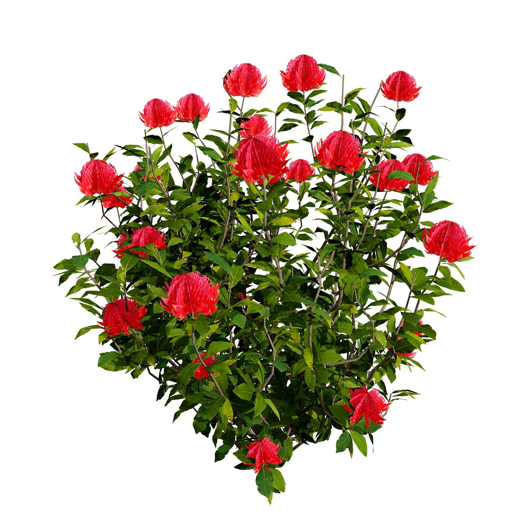 3D Australian Flora 3D Pack https://p.turbosquid.com/ts-thumb/T8/42MVaE/gQ/australianwaratahfloweringplant9/jpg/1744109705/1920x1080/fit_q87/dfe2b1976afa188b3562fb8dfafcc0b1038a5af1/australianwaratahfloweringplant9.jpg