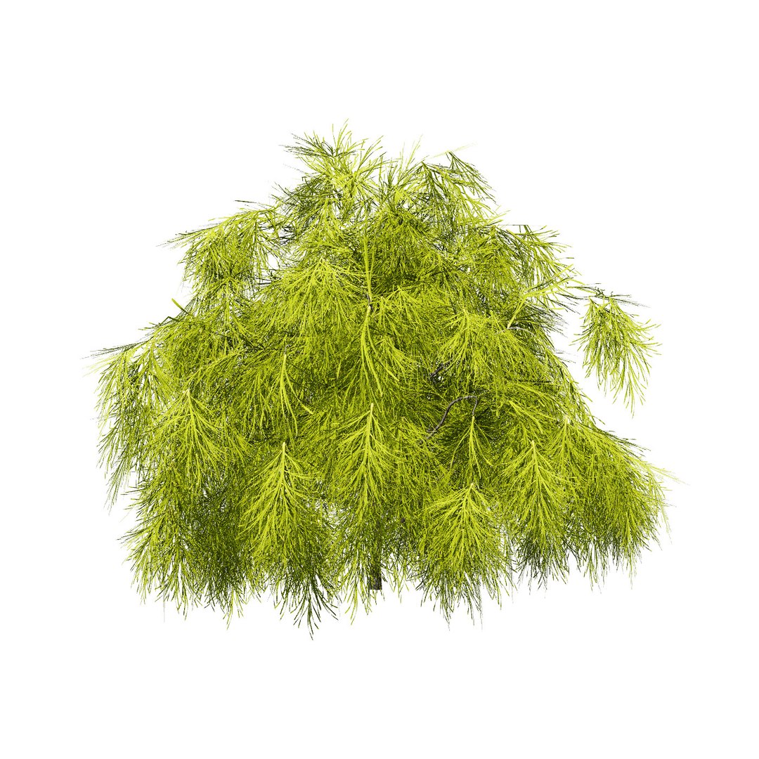 3D Australian Flora 3D Pack https://p.turbosquid.com/ts-thumb/T8/42MVaE/go/acaciacognatatree4/jpg/1744109606/1920x1080/fit_q87/27fce3ec64e5a22dd0600aaf366e46c10d9eb854/acaciacognatatree4.jpg