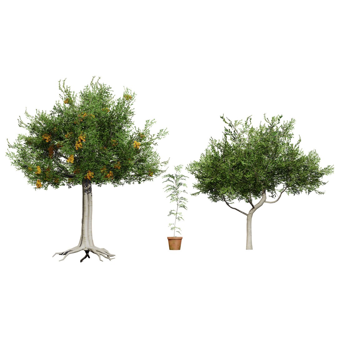 3D Australian Flora 3D Pack https://p.turbosquid.com/ts-thumb/T8/42MVaE/ha/australiancupaniopsisanacardioidestrees3/jpg/1744109624/1920x1080/fit_q87/9590334d0d7a73283dc3f449cf79234f2bdf82b8/australiancupaniopsisanacardioidestrees3.jpg