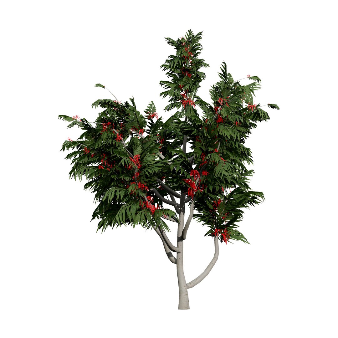 3D Australian Flora 3D Pack https://p.turbosquid.com/ts-thumb/T8/42MVaE/ie/australianalloxylonflammeumtrees11/jpg/1744109609/1920x1080/fit_q87/0fff7b0479dafed84fb6c440f5eec4d3ee7e65fd/australianalloxylonflammeumtrees11.jpg