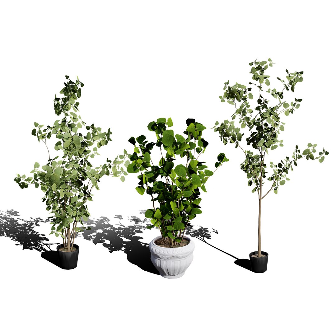 3D Australian Flora 3D Pack https://p.turbosquid.com/ts-thumb/T8/42MVaE/jB/australianeucalyptusbushseed3/jpg/1744109681/1920x1080/fit_q87/fd9c7555c7a1e9c334090deb9f5cad097b8085fc/australianeucalyptusbushseed3.jpg