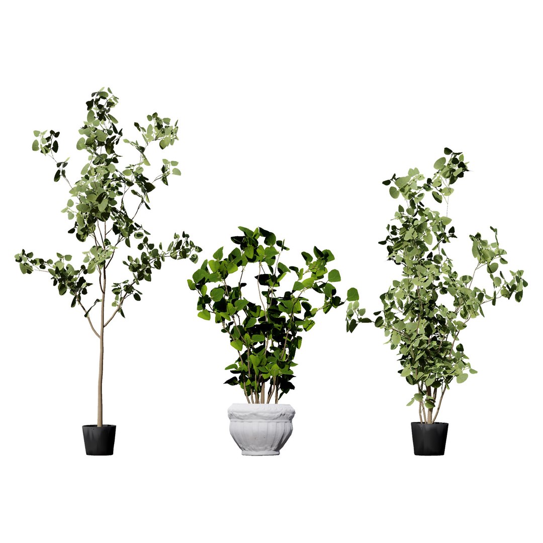 3D Australian Flora 3D Pack https://p.turbosquid.com/ts-thumb/T8/42MVaE/oH/australianeucalyptusbushseed1/jpg/1744109680/1920x1080/fit_q87/18eb0ac743049210a721da8d44c493d30e7f08e0/australianeucalyptusbushseed1.jpg