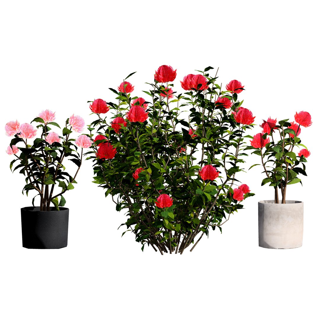 3D Australian Flora 3D Pack https://p.turbosquid.com/ts-thumb/T8/42MVaE/oL/australianwaratahfloweringplant3/jpg/1744109704/1920x1080/fit_q87/778f3431e52da78ab9ebd0081c781a31d5b0a243/australianwaratahfloweringplant3.jpg