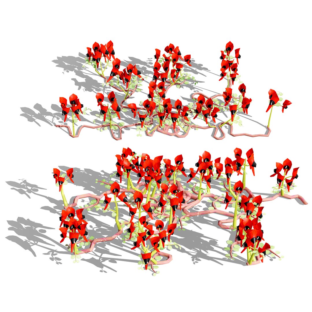3D Australian Flora 3D Pack https://p.turbosquid.com/ts-thumb/T8/42MVaE/ph/australiansturtsdesertpeaswainsona4/jpg/1744109701/1920x1080/fit_q87/cf0bb9b879a45c221765df8854629eea1c9859c1/australiansturtsdesertpeaswainsona4.jpg