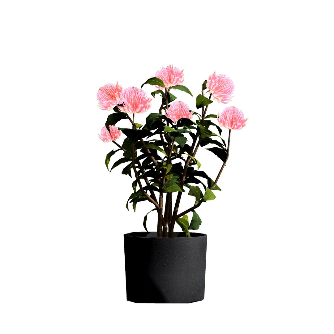 3D Australian Flora 3D Pack https://p.turbosquid.com/ts-thumb/T8/42MVaE/tf/australianwaratahfloweringplant5/jpg/1744109704/1920x1080/fit_q87/224ef014bbb43602030e9d2008813910d9f4ea0a/australianwaratahfloweringplant5.jpg