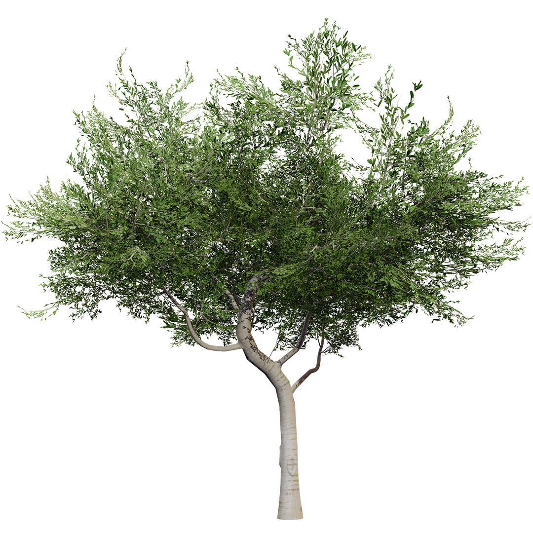 3D Australian Flora 3D Pack https://p.turbosquid.com/ts-thumb/T8/42MVaE/uN/australiancupaniopsisanacardioidestrees11/jpg/1744109680/1920x1080/fit_q87/196d4f5f239280c3a6187a19d3e9d9bcb2bd4d7e/australiancupaniopsisanacardioidestrees11.jpg