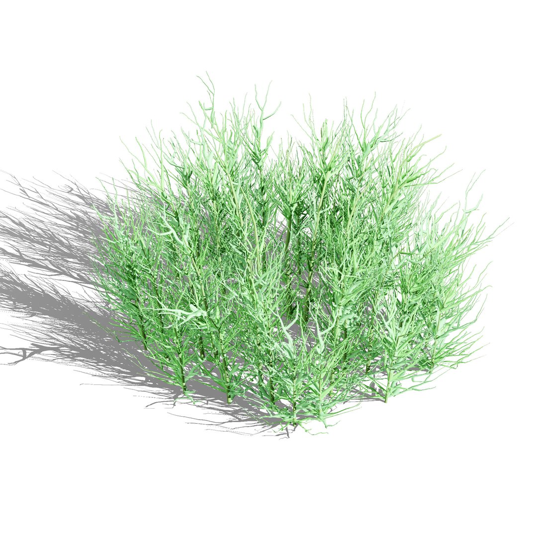 3D Australian Flora 3D Pack https://p.turbosquid.com/ts-thumb/T8/42MVaE/ub/australianflannelflowerherbaceousshrubs9/jpg/1744109685/1920x1080/fit_q87/f1a365268894d4dd599abaed5b83ef31cb34035b/australianflannelflowerherbaceousshrubs9.jpg
