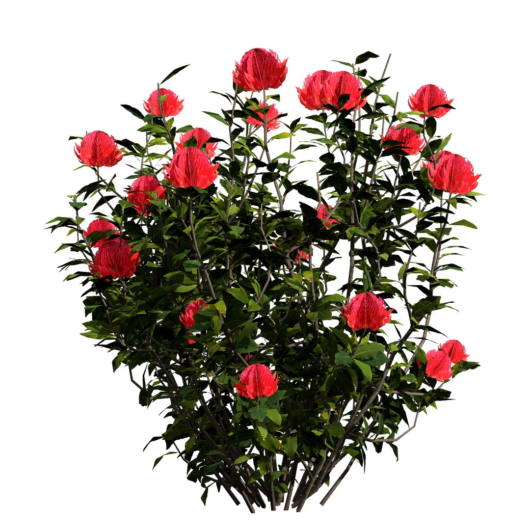 3D Australian Flora 3D Pack https://p.turbosquid.com/ts-thumb/T8/42MVaE/vP/australianwaratahfloweringplant10/jpg/1744109707/1920x1080/fit_q87/b2501c03ec269a3072bde8f39ef11838045b7760/australianwaratahfloweringplant10.jpg