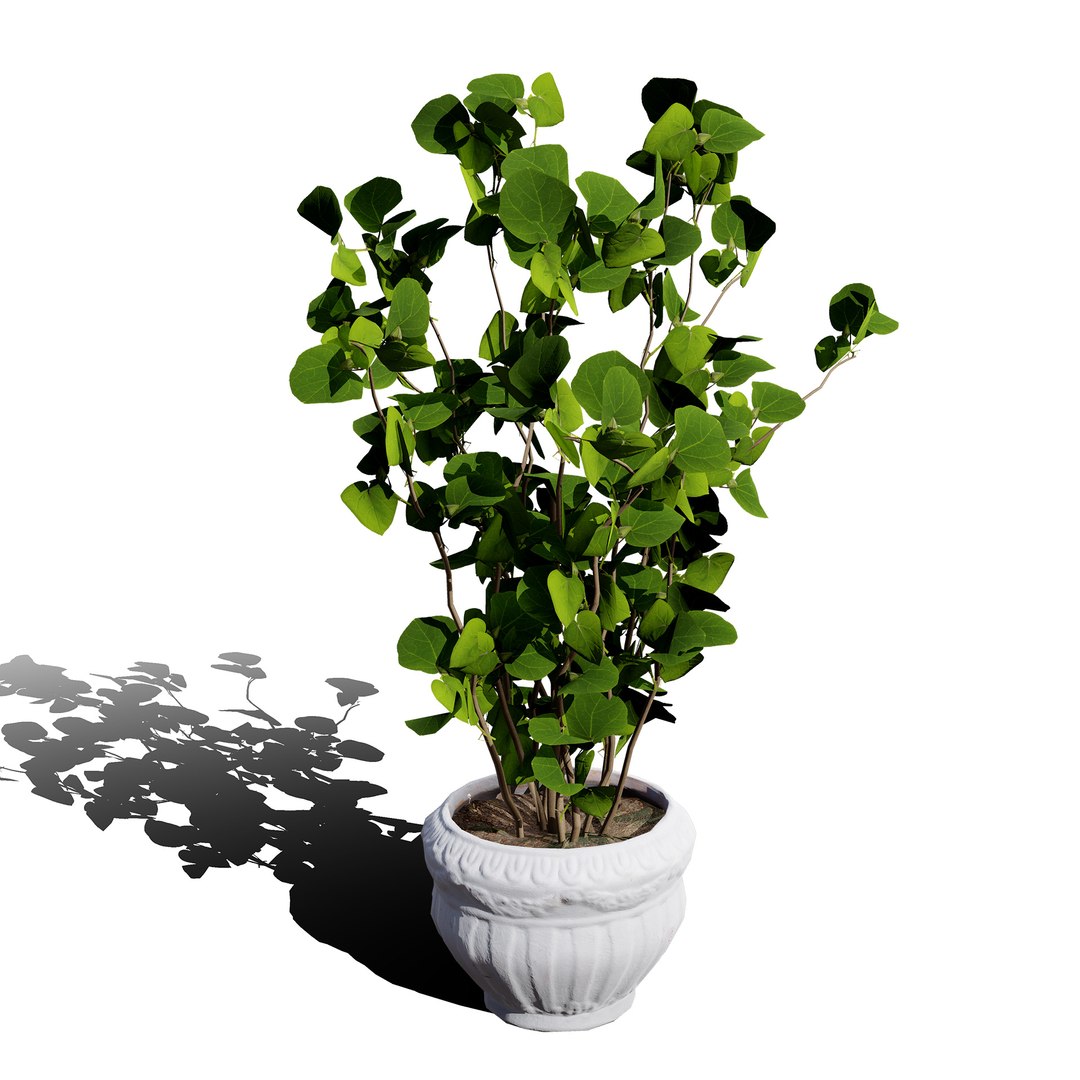 3D Australian Flora 3D Pack https://p.turbosquid.com/ts-thumb/T8/42MVaE/wd/australianeucalyptusbushseed14/jpg/1744109683/1920x1080/fit_q87/a9defef4155be24ce7c11a21c0fe5b229f568a55/australianeucalyptusbushseed14.jpg