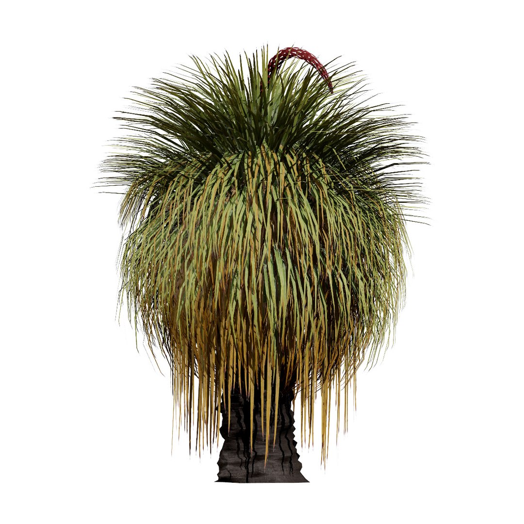 3D Australian Flora 3D Pack https://p.turbosquid.com/ts-thumb/T8/42MVaE/yg/australianxanthorrhoeapack2/jpg/1744109707/1920x1080/fit_q87/4f12c176deb2a969904cd217c0362ab225b88f24/australianxanthorrhoeapack2.jpg