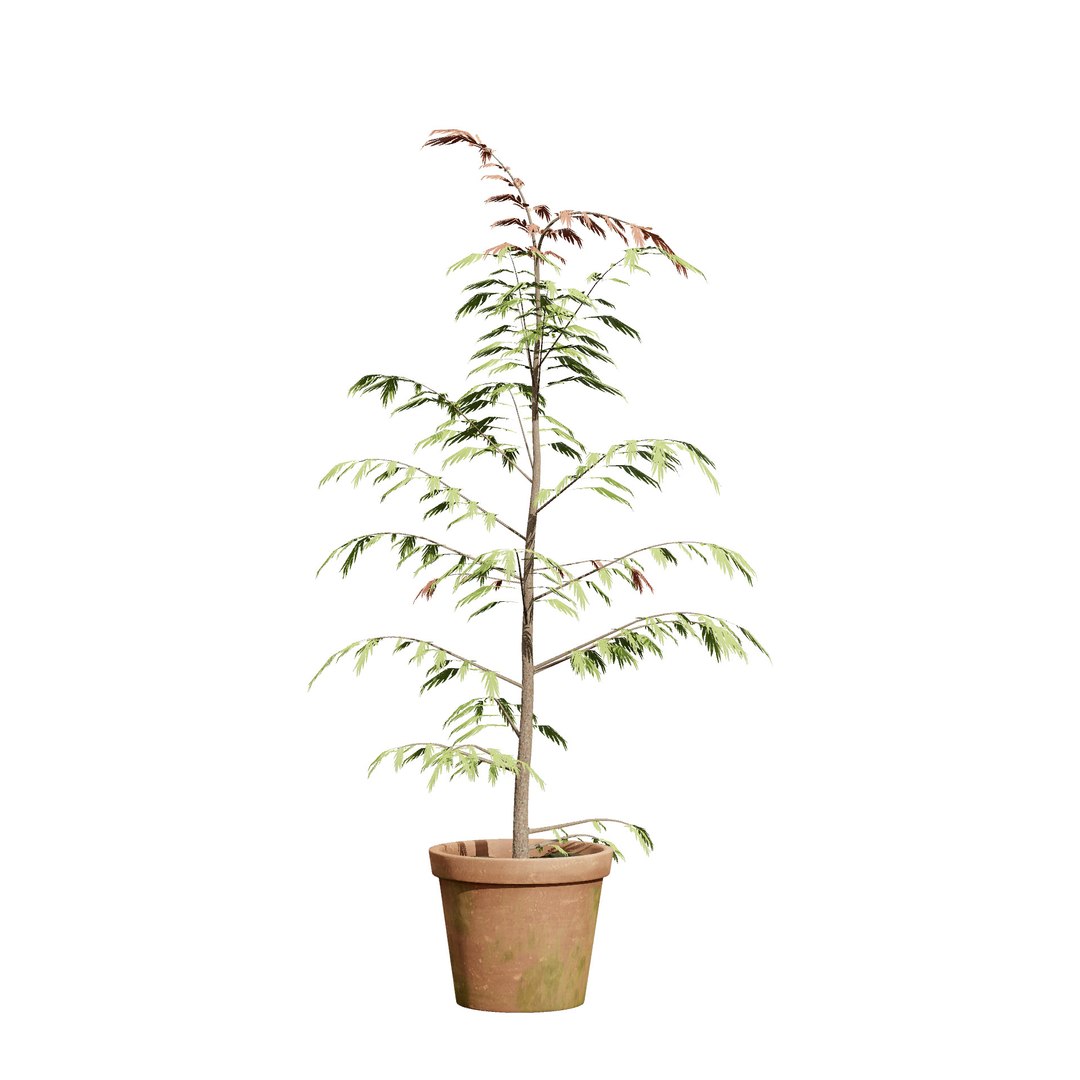 3D Australian Flora 3D Pack https://p.turbosquid.com/ts-thumb/T8/42MVaE/zC/australiangrevillearobusta9/jpg/1744109688/1920x1080/fit_q87/4a7be868cef2bc6dabdc4b77dd1a445f620a3969/australiangrevillearobusta9.jpg