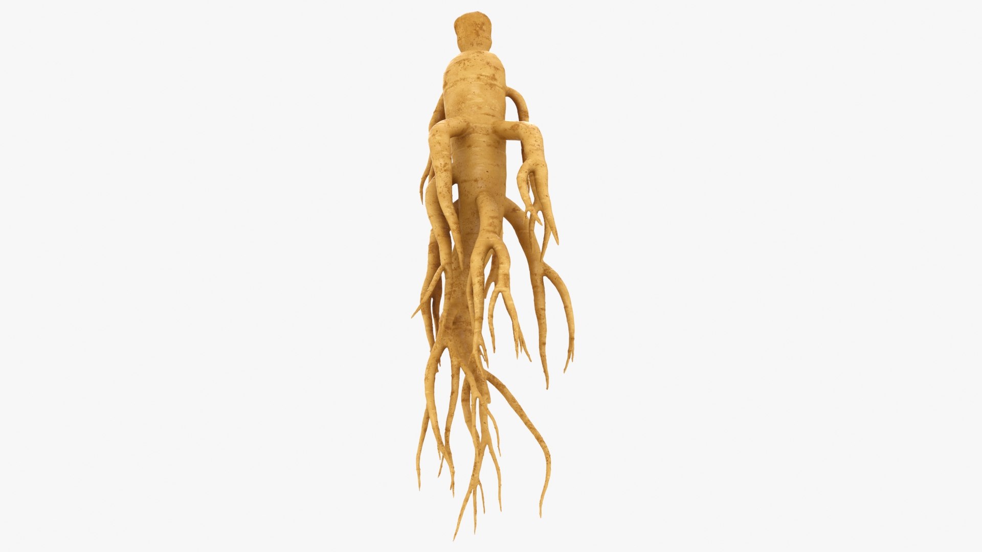 3D Ginseng 01 https://p.turbosquid.com/ts-thumb/T8/4tMZDk/1O/ginseng01_b0022/jpg/1723882659/1920x1080/fit_q87/df7fdd8e5d4a81f62f954e5dfd509dac6fddd9ec/ginseng01_b0022.jpg