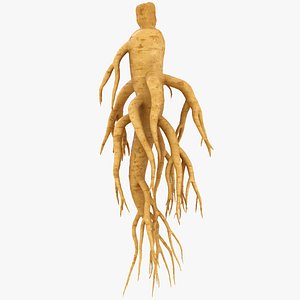 3D Ginseng 01