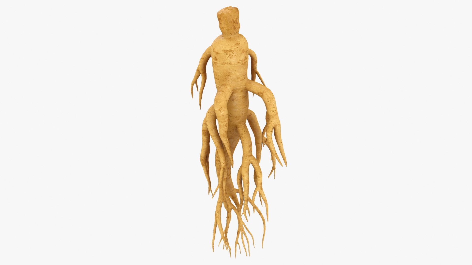 3D Ginseng 01 https://p.turbosquid.com/ts-thumb/T8/4tMZDk/B7/ginseng01_b0014/jpg/1723882656/1920x1080/fit_q87/52ed02adf2c4a09c3cc334e9923167d45438b360/ginseng01_b0014.jpg