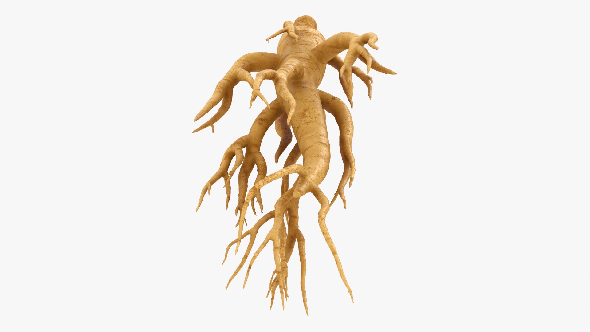 3D Ginseng 01 https://p.turbosquid.com/ts-thumb/T8/4tMZDk/CY/ginseng01_b0020/jpg/1723882658/1920x1080/fit_q87/89f2acb3b175e3c2709dbaa1c0543d1f5a891370/ginseng01_b0020.jpg