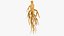 Ginseng 01