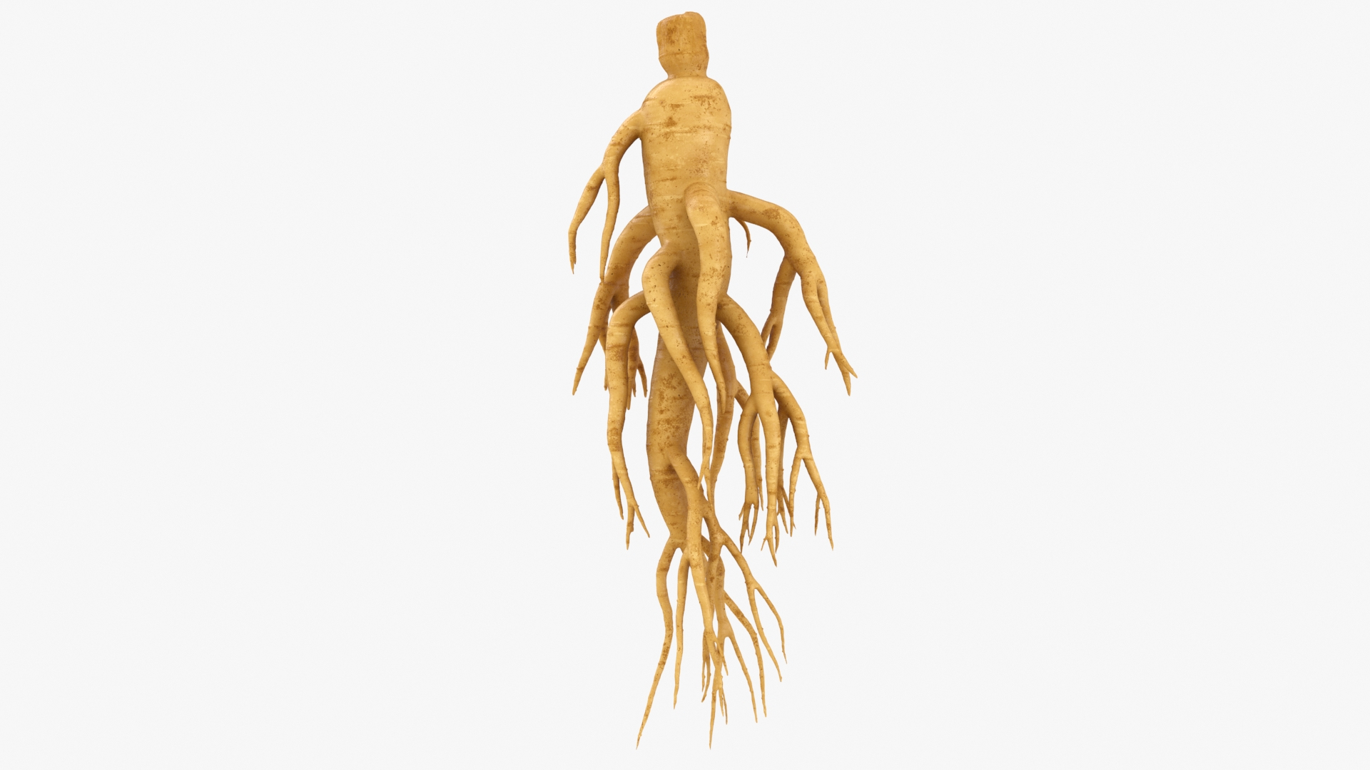 3D Ginseng 01 https://p.turbosquid.com/ts-thumb/T8/4tMZDk/QO/ginseng01/jpg/1723882515/1920x1080/turn_fit_q99/46423e9e6512a5ad238a3d0b0b7c1a6c19ff9f13/ginseng01-1.jpg