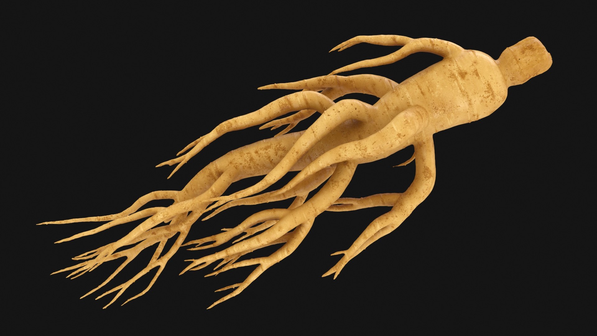 3D Ginseng 01 https://p.turbosquid.com/ts-thumb/T8/4tMZDk/Ty/ginseng01_a0002/jpg/1723882650/1920x1080/fit_q87/d7db84483e0c185d16418600e8cdf2e0ae2083ef/ginseng01_a0002.jpg