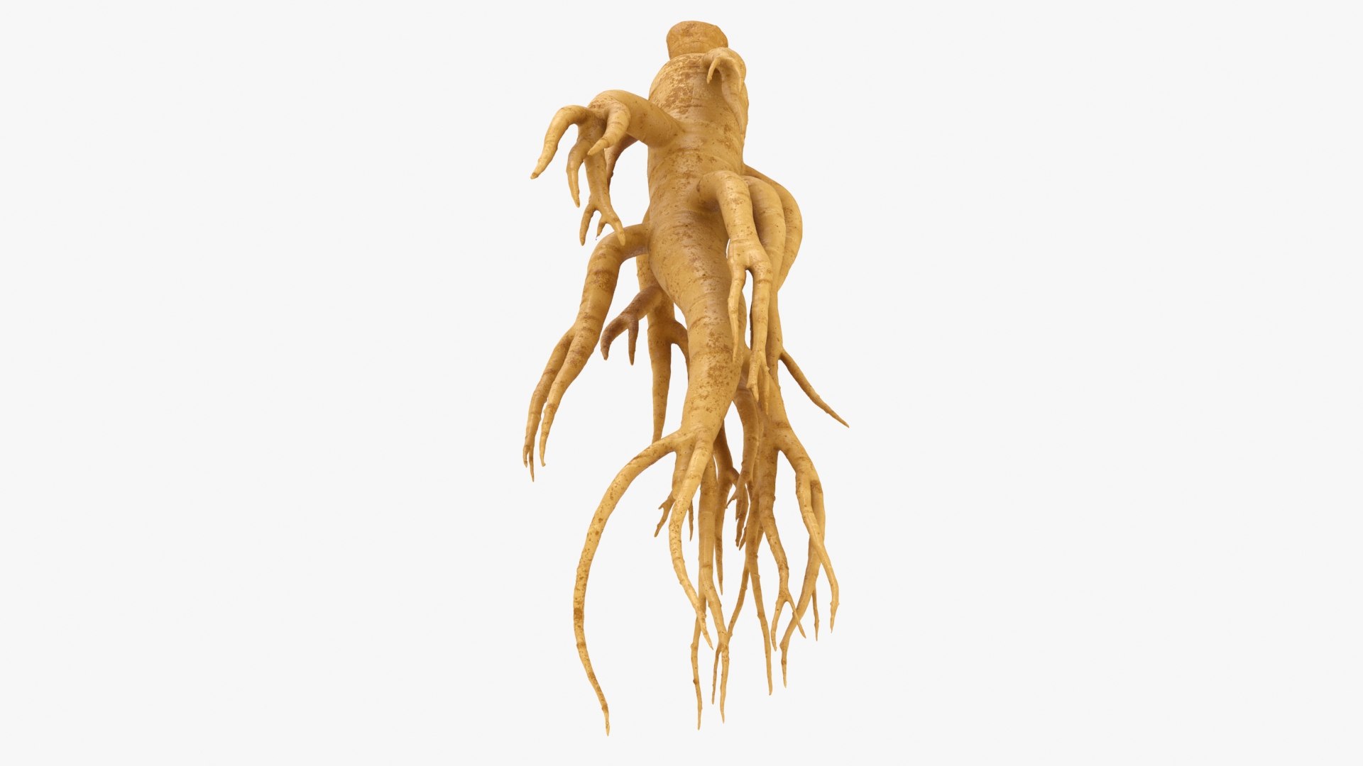3D Ginseng 01 https://p.turbosquid.com/ts-thumb/T8/4tMZDk/Uj/ginseng01_b0008/jpg/1723882653/1920x1080/fit_q87/88dc71fd62fedef88e90f206df171b21afddfb3b/ginseng01_b0008.jpg