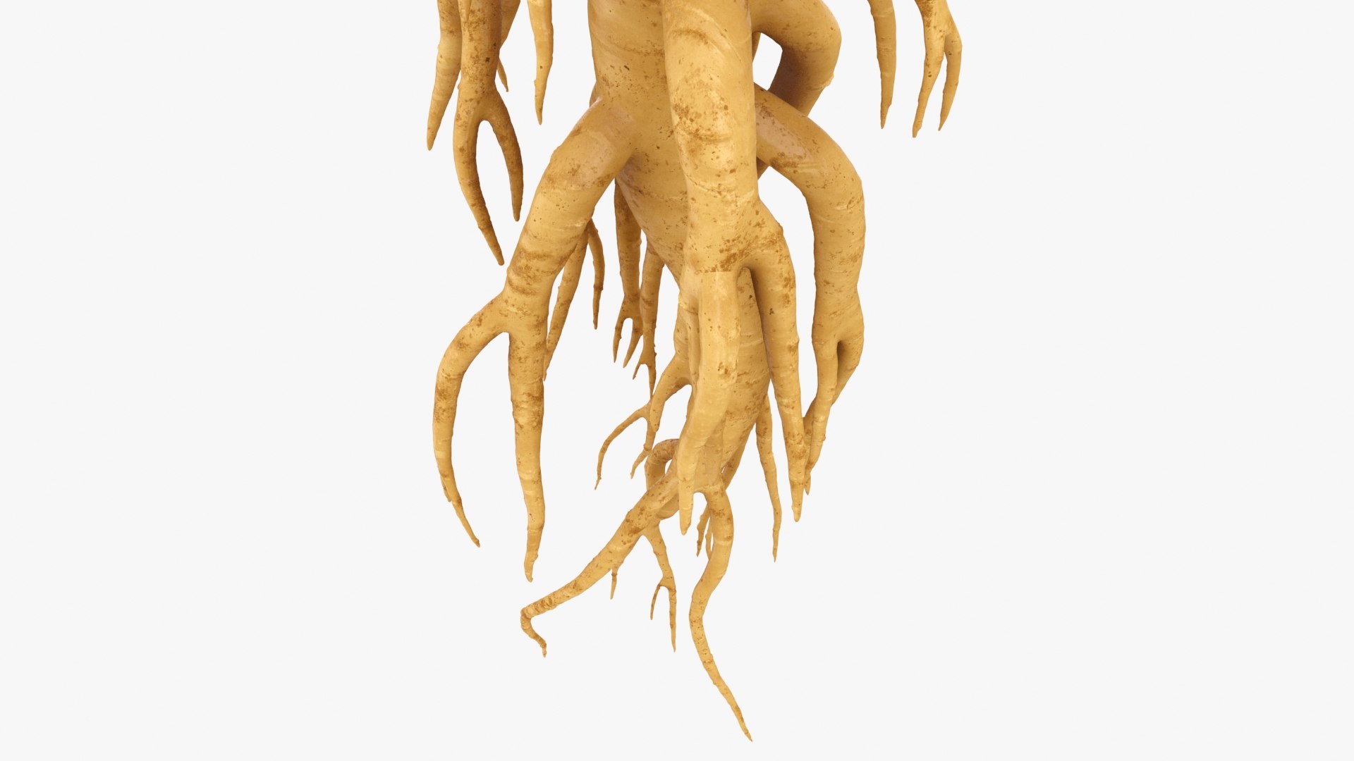 3D Ginseng 01 https://p.turbosquid.com/ts-thumb/T8/4tMZDk/Wf/ginseng01_b0012/jpg/1723882655/1920x1080/fit_q87/061a5e18d090523da30337896a43d62bfea1c44c/ginseng01_b0012.jpg