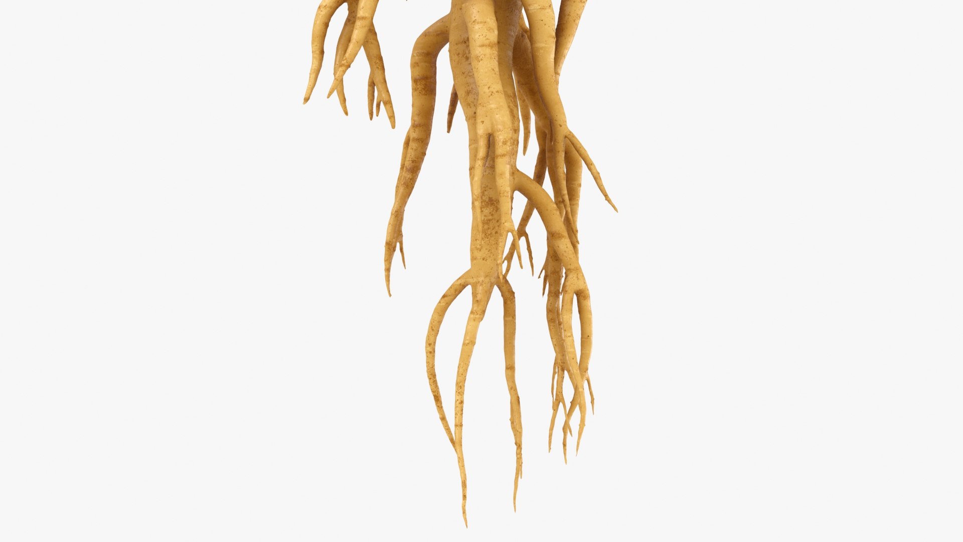 3D Ginseng 01 https://p.turbosquid.com/ts-thumb/T8/4tMZDk/YG/ginseng01_b0004/jpg/1723882652/1920x1080/fit_q87/a25b7234da4540c6ebab029bd32d255b1936fff1/ginseng01_b0004.jpg